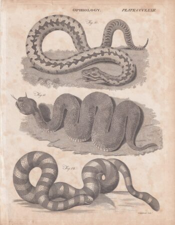 Antique Engraving Print, Ophiology, 1809
