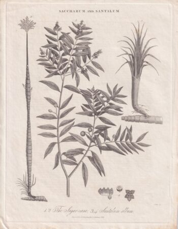 Rare Antique Engraving Print, Saccharum and Santalum, 1826