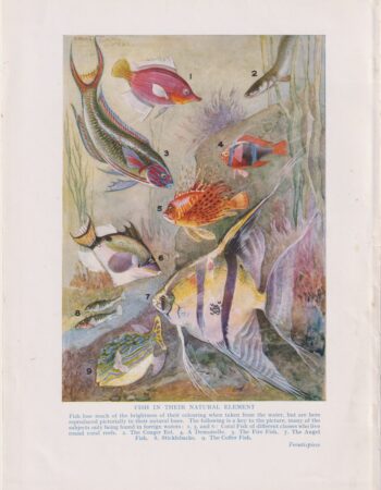 Vintage Print, Fish in their natural element, 1912