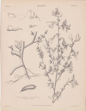 Antique Print, Sarothamnus scoparius, 1889