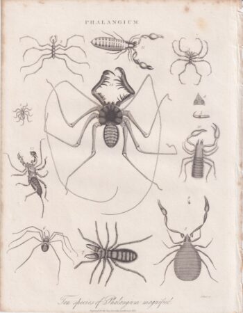 Antique Engraving Print, Phalangium, 1825