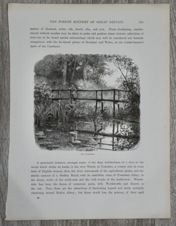 Antique Print, The forest scenery, 1880