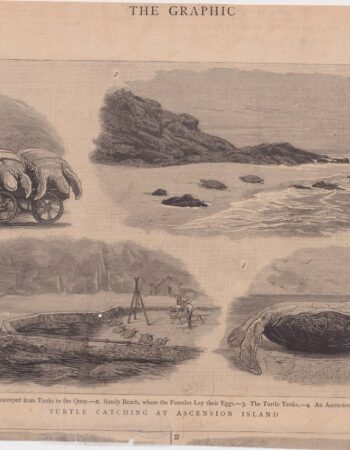 Antique Print, Turtle Catching at Ascension Island, 1883