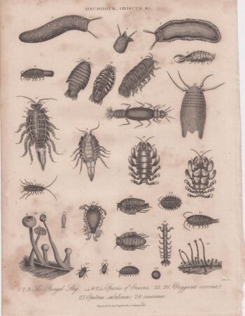 Rare Antique Engraving Print, Onchidium, Oniscus, 1819