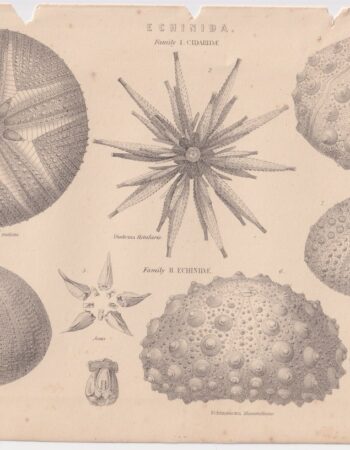 Antique Print, Echinida, 1870