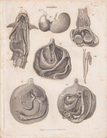 Antique Engraving Print, Zoology, 1829