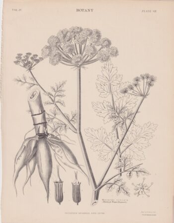 Antique Print, Oenanthe crocata, 1889