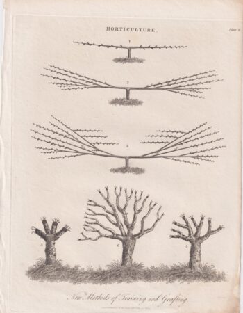 Antique Engraving Print, Horticulture, 1810