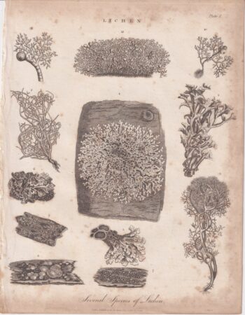 Antique Engraving Print, Lichen, 1813