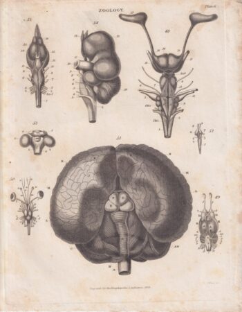 Antique Engraving Print, Zoology, 1829