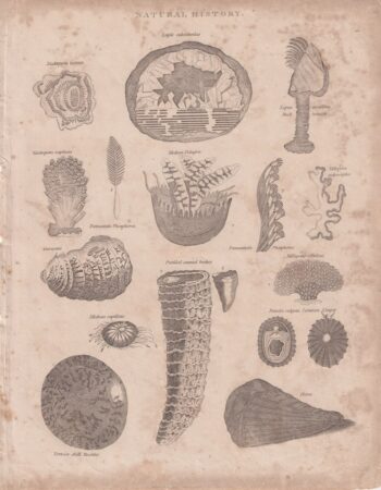 Rare Antique Engraving print, Natural History, 1801