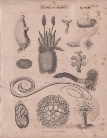Antique Engraving Print, Helminthology, 1809 ca.
