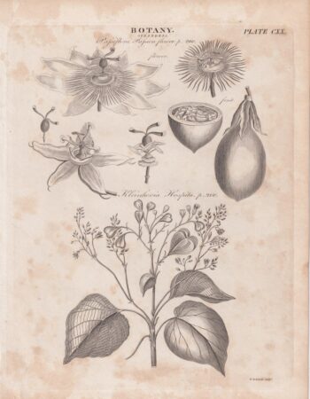 Antique Engraving Print, Botany, 1809 ca.