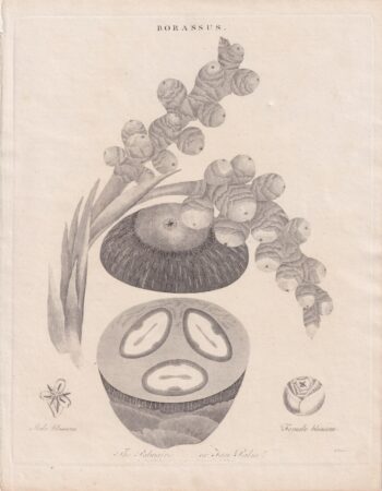 Antique Engraving Print, Borassus, 1790 ca.