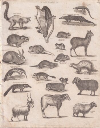 Rare Antique Engraving Print, Mammalia, 1810