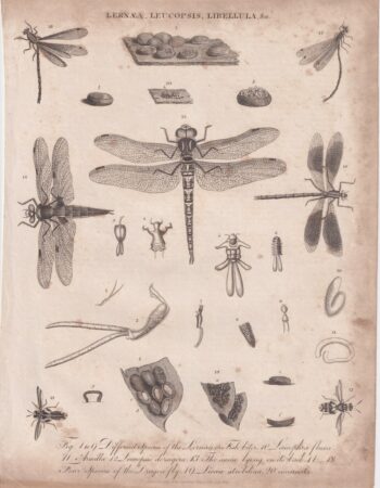 Antique Engraving Print, Libellula, 1813