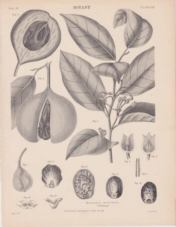 Antique Print, Myristica moschata (Nutmeg), 1889