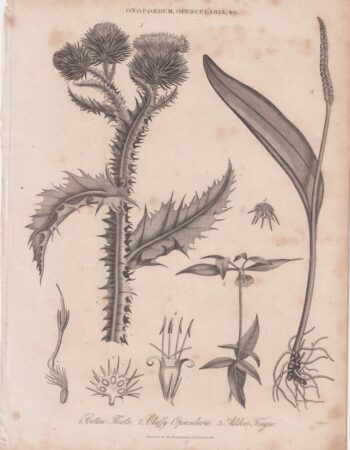 Rare Antique Engraving Print, Onopordum Opercularia, 1819