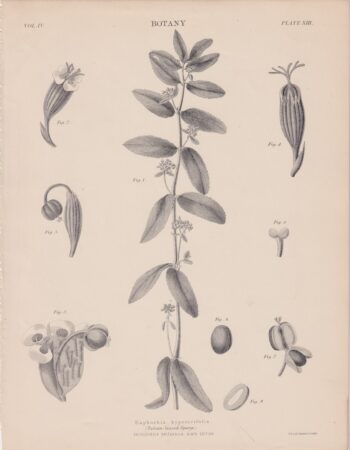 Antique Print, Euphorbia hypericifolia, 1889