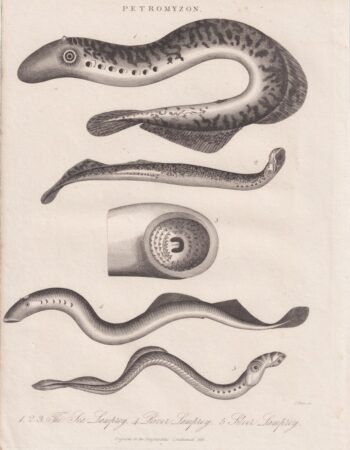 Rare Antique Engraving Print, Petromyzon, 1825