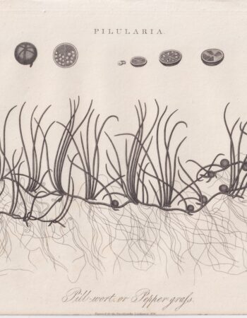 Antique Engraving Print, Pill-wort, 1825