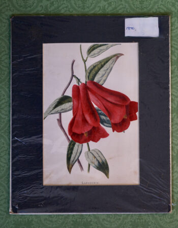 Antique Print, Lapageria, 1890