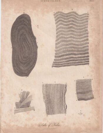 Antique Engraving Print, Ichthyology, 1811