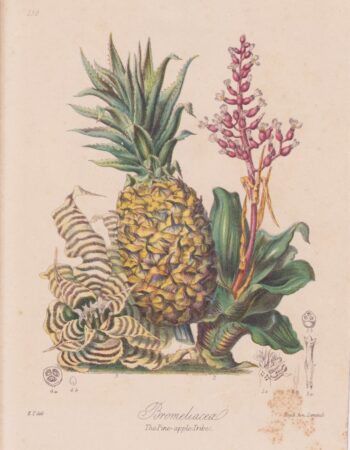 Antique Print, Bromeliacea, The Pine-apple, 1880