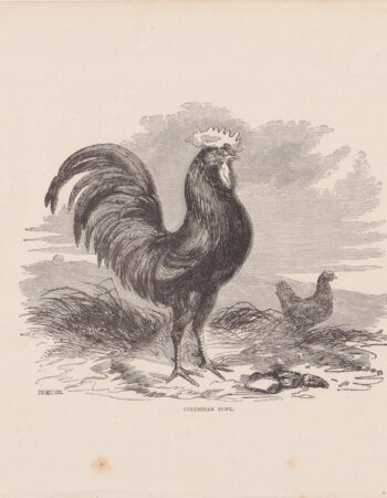 Antique Print, Columbian Fowl, 1870
