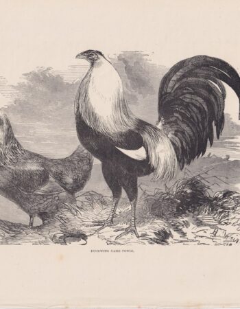 Antique Print, Ducking Game Fowls, 1880