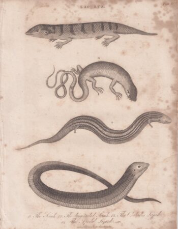 Antique Engraving Print, Lacerta, 1812