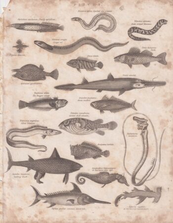 Rare Antique Engraving Print, Pisces, 1816