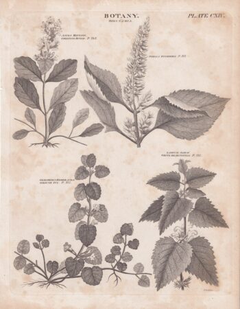 Antique Engraving Print, Botany, 1809 ca.
