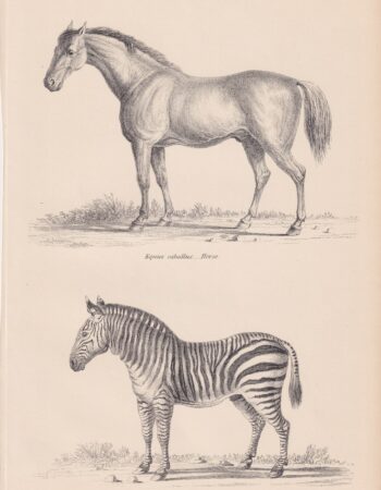 Antique Print, Equidae, 1880