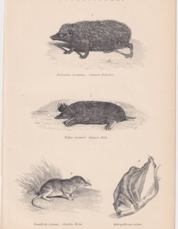 Antique Print, Insectivora, 1890