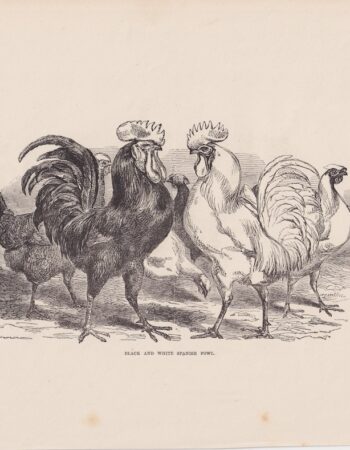 Antique Print, Black and White Spanish Fowl, 1880