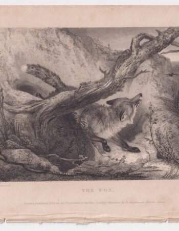 Antique Engraving Print, The Fox, 1833