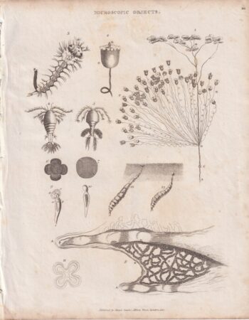 Antique Engraving Print, Microscopic Objets, 1810