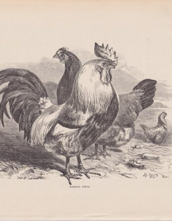 Antique Print, Dorking Fowls, 1880