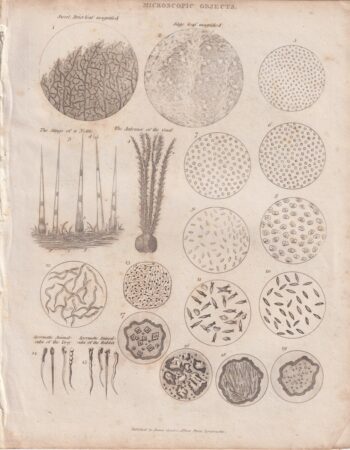 Antique Engraving Print, Microscopic Object, 1810
