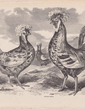 Antique Print, Houdan Fowls, 1880