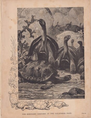 Vintage Print, The Elephant Tortoise of the Galapagos Isles, 1880