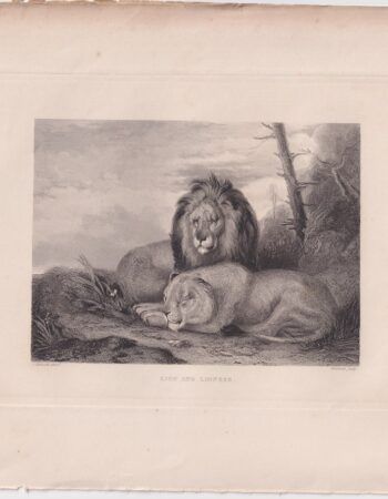 Antique Engraving Print, Lion and Lioness, 1830