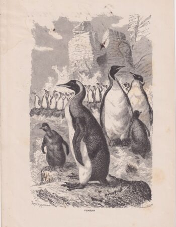 Antique Print, Penguin, 1887