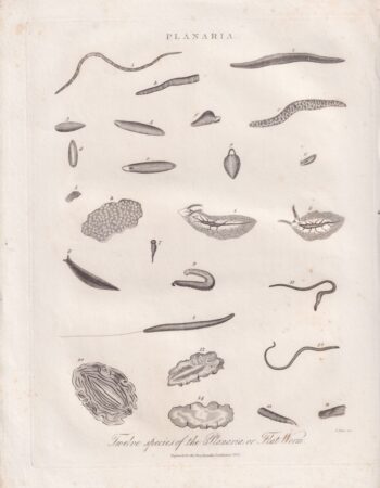 Antique Engraving Print, Planaria, 1825