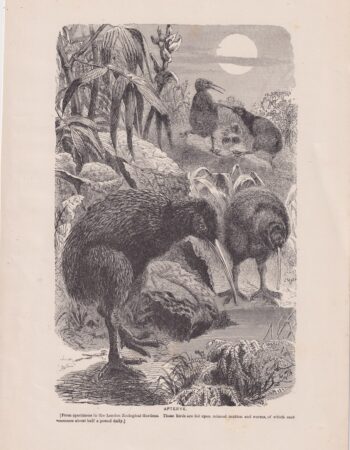 Antique Print, Apteryx, 1880