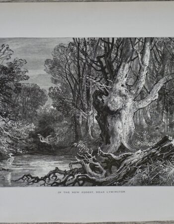 Antique Print, In the new forest, near Lymington, 1880