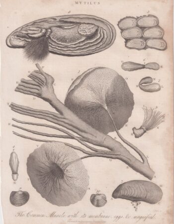 Antique Engraving Print, Mytilus, 1818