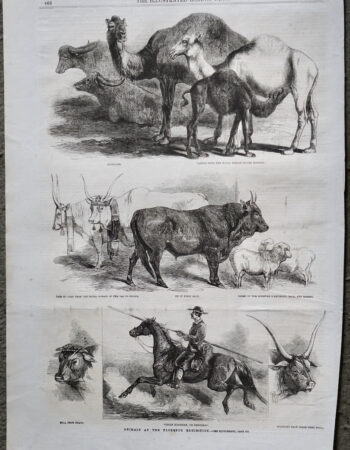 Antique Print, Camels; Oxen; Bull; Horse, 1861