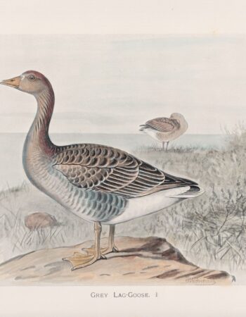 Vintage Print, Grey Lag-Goose, 1900